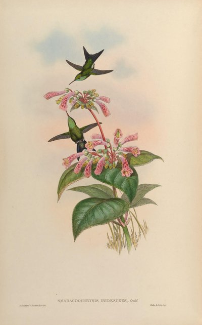Smaragdochrysis iridescens = Chlorostilbon aureoventris X Calliphlox amethystina by John Gould